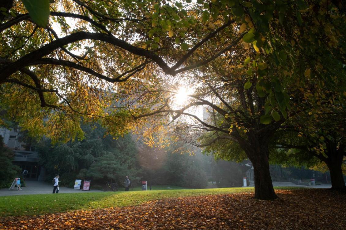 The sun shines through trees in a park.